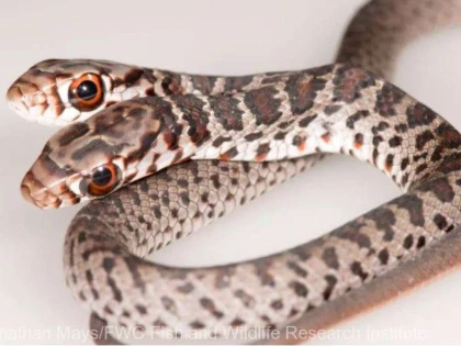 Un şarpe cu două capete, descoperit în Florida de o pisică