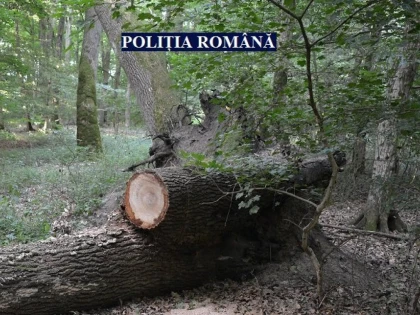 Un șofer din Ineu, prins cu alcoolemie record și cu material lemnos furat