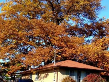 Un stejar mai bătrân decât Canada, salvat de primăria din Toronto