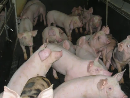 UN TANAR A FOST RETINUT PENTRU FURTUL UNOR PORCI SI A ALTOR PRODUSE DINTR-O FERMA
