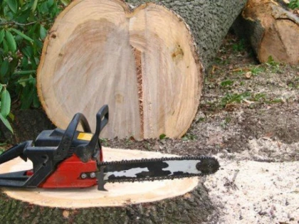 Un tânăr din Vârfurile, cercetat pentru tăiere ilegală de arbori