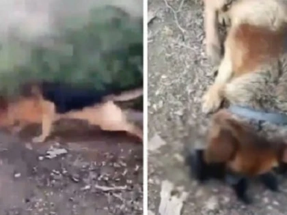 Un tânăr din vestul țării și-a filmat câinele în timp ce ucide o pisică