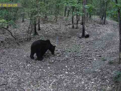 Un urs a fost surprins într-o pădure din zona Șiștarovăț. Autoritățile au emis o avertizare