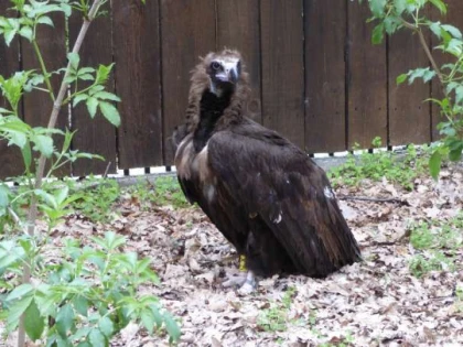 Un vultur pleșuv negru, o specie extrem de rară în Europa, a apărut în România