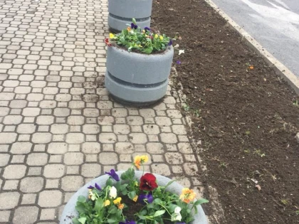 Universul Verde plantează panseluţe, deşi suntem în prag de iarnă