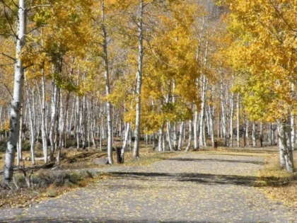 Unul dintre cele mai mari organisme vii de pe Terra este pe moarte