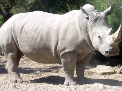 UNUL DINTRE ULTIMII RINOCERI ALBI A MURIT INTR-O GRADINA ZOOLOGICA DIN SAN DIEGO