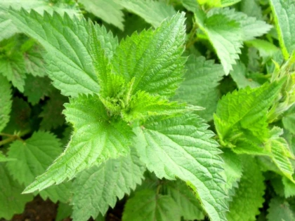 URZICA- PLANTA DE SEZON CU PROPRIETATI DIURETICE
