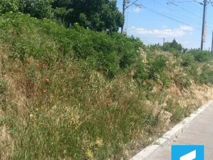 USR Arad cere lucrări de combatere a ambroziei