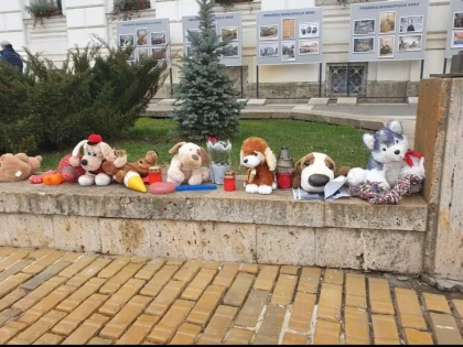 Val de emoţie după moartea unui câine adoptat de la adăpostul Primăriei Arad, unde s-ar fi îmbolnăvit