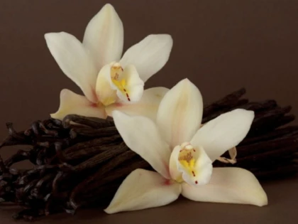 VANILIA REDUCE INFLAMATIA SI AMELIOREAZA DURERILE DE GAT