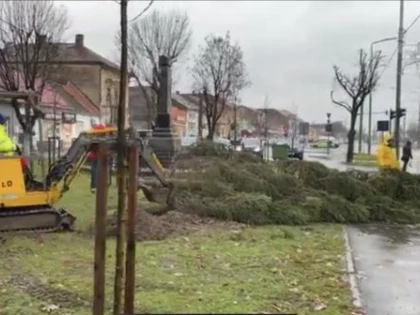 Vântuțul de 70 km pe oră a doborât toți brazii de Crăciun din oraș. Bibarț a găsit motivul: „Sunt naturali"
