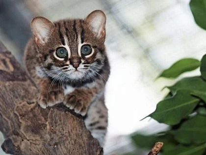 VEȘTI BUNE! MINISTERUL MEDIULUI A SUSPENDAT ORDINUL DE ÎMPUȘCARE A 1.691 DE ANIMALE SĂLBATICE