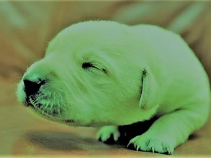 Viața bate filmul! Un Labrador Retriever s-a născut cu blana verde