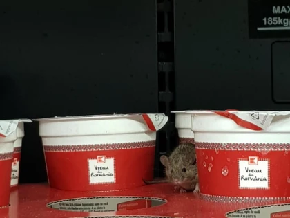 (VIDEO) Kaufland acuză: Șoarecele a fost „plantat“ în magazinul din Arad