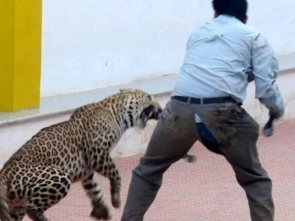 (VIDEO) LEOPARD SCAPAT INTR-O SCOALA. MAI MULTE PERSOANE AU FOST RANITE