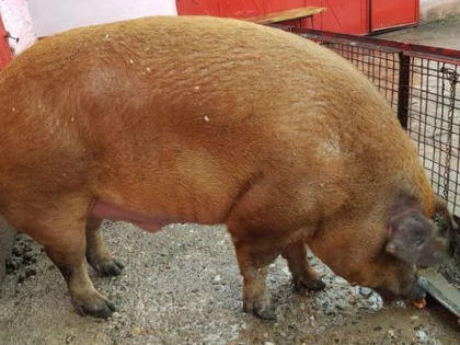 (VIDEO) Porc uriaș, de jumătate de tonă, crescut de o familie din Arad