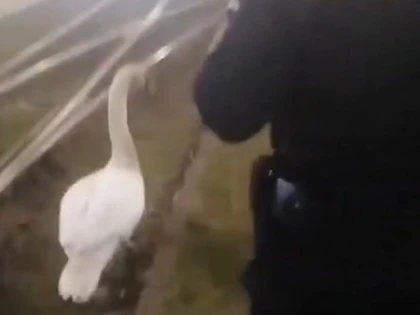 (VIDEO) Se întâmplă la Arad: Șase jandarmi au încercat să alunge o lebădă aflată în trafic
