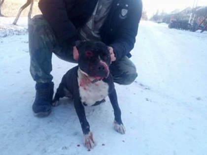 (VIDEO) Un arădean își folosește pitbull-ul pentru a ucide alte animale