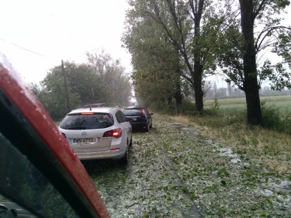 Vijelia a doborât copaci pe mai multe drumuri din Arad