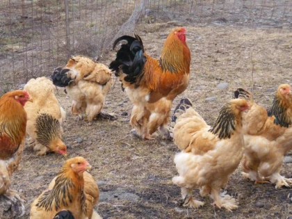 VIRUSUL H5N1 A FOST DEPISTAT LA 150 DE KILOMETRI DE ROMANIA