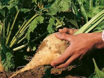 Virusul îngălbenirii dă mari bătăi de cap cultivatorilor europeni de sfeclă de zahăr