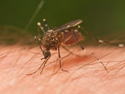 Virusul Zika poate fi transmis și de țânțarul comun