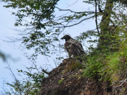 ZĂGANUL, OBSERVAT ÎN ROMÂNIA DUPĂ 83 DE ANI