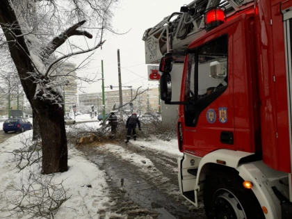 Zăpada a făcut ravagii! Arbori și stâlpi căzuți, trafic îngreunat, localități fără curent