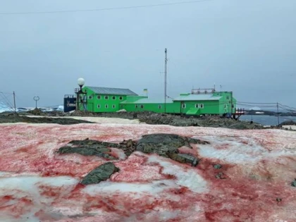 Zăpada dintr-o regiune din Antarctica a devenit roșie