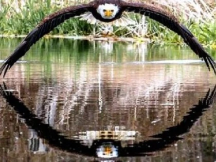 Zborul perfect simetric al unui vultur, surprins de un fotograf amator