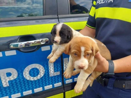 Zeci de câini, ţinuţi în condiţii improprii, au fost luaţi de la o femeie din Sebiș şi duşi la un adăpost