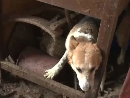 Zeci de câini ținuți în condiții înfiorătoare, salvați dintr-o fermă abandonată din Pâncota