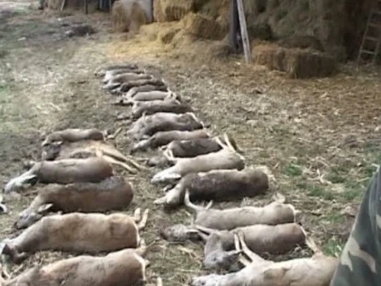 Zeci de căprioare au murit otrăvite pe câmpuri, în județul Arad