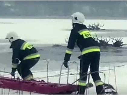 Zeci de cerbi speriați de braconieri au căzut într-un lac. Multe dintre animale s-au înecat