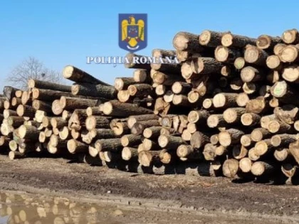 Zeci de metri cubi de lemn confiscați de polițiștii arădeni