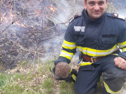 Zi de foc pentru pompierii militari arădeni, dar cu noroc pentru un... arici!