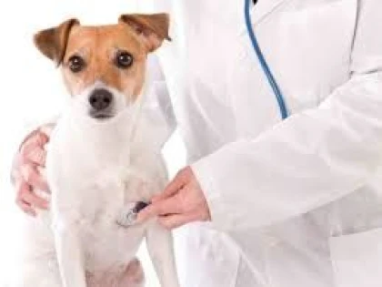 ZIUA NATIONALA A MEDICULUI VETERINAR SE SARBATORESTE PE DATA DE 15 MAI