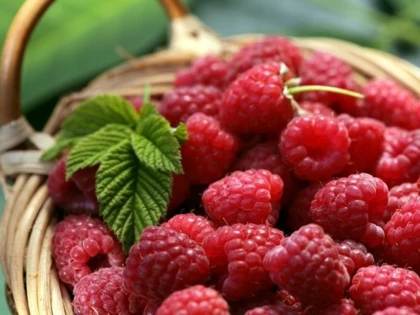 Zmeura, sursă bogată de vitamine
