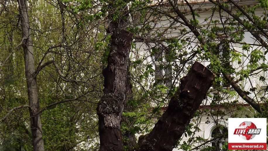 DSCF8860